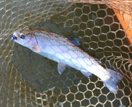 スタートダッシュは決めたが…大安トラウトレイク